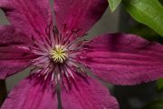 Year-round clematis